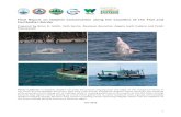 Final Report on Dolphin Conservation along the Coastline ... · the Peam Krasop Wildlife Sanctuary (top left), Indo-Pacific humpback dolphin Sousa chinensis spy hopping while preying