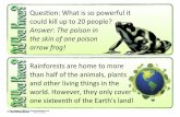 Rainforests - Did You Know? Cards€¦ · Rainforests - Did You Know? Cards Author: Mark Warner Subject: Teaching Ideas () Created Date: 20130323185616Z ...