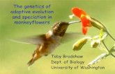 The genetics of adaptive evolution and speciation in ...faculty.washington.edu/toby/doc/Bradshaw2007.pdfMimulus as a model for ecological and evolutionary genetics • ~160 species