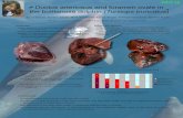 Ductus arteriosus and foramen ovale in the bottlenose ...intranet.vef.hr/dolphins/radovi/pdf 2013/horvat ECSC 2013 poster.pdf · Fig 2. Open ductus arteriosus Fig 3. Open foramen