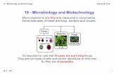 19 - Microbiology and Biotechnology - Mr. C - JCS - Microbiology and...19 Microbiology and Biotechnology Mr C JCS 2 January 08, 2014 Fungi These are the largest type of microorganism.