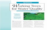 Working Trees for Water Quality - fs.usda.gov · Working Trees. can help alleviate water quality and quantity problems. From upland areas down to the water’s edge, Working Trees.