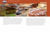 PEST ANIMAL FACT SHEET DEER - Molonglo · Other than direct sightings of goats some indications of their presence include: ... •Tracks. Similar to sheep but are more elongated and