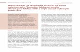 RobustinducibleCrerecombinaseactivityinthehuman ... · malaria model, exploiting an approach in which develop-mental stage-speciﬁc recombinase activity was obtained by placing FLP