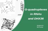 G-quadruplexes in RNAs and DHX36kanai/seminar/pdf/Lit_M_Furuta_M2.pdf · 2020-01-15 · Cross-reference in dataset of PAR-CLIP & transcripts enriched in SGs DHX36 mRNA targets are