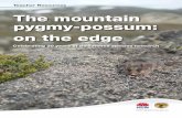 The mountain pygmy-possum: on the edge · Whites River 1960m 29.4 - 10.4°C Charlotte Pass 2040m 18.2 - 9.3°C boulder field aspect water availability mountain plum-pine abundance