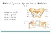 Skeletal System: Appendicular Skeleton ... Skeletal System: Appendicular Skeleton Pectoral girdle Pelvic