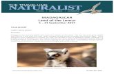 MADAGASCAR Land of the Lemur - Naturalist...Madagascar hoopoe, Madagascar cisticola, helmeted guineafowl, great egret and a troop of over twenty ring-tailed lemurs. After breakfast