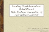 Banding Wild Birds for Evaluation of Post-Release Survival ... · Banding of birds in the United States is controlled under the Migratory Bird Treaty Act and requires a federal banding
