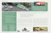 “Migration along the Gulf Coast comes with a riot of …speysidewildlife.co.uk/PrinterVersions/TEXAS.pdf10-14 Our transfer towards the Gulf Coast, is broken with a stay at Sealy