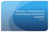 Meiosis Production of Chromosome Hybrids & Gameteselysciencecenter.com/.../Meiosis_2015-16.231201822.pdf · Meiosis, discovered in 1883, was first observed through the fertilized