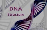 DNAramonbenavides.weebly.com/.../4/4/0/2/44029675/dv_dna_structure_… · DNA using X -rays. These photos suggested that DNA was double stranded and that the strands twisted around