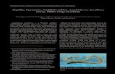 Reptilia, Squamata, Amphisbaenidae, Amphisbaena brasiliana ... · Amphisbaena brasiliana ca. 1,500 km southwestwards of the type locality, and 650 km from the southernmost previously