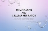 FERMENTATION and CELLULAR RESPIRATIONcopernico.edu.it/wordpress/wp-content/uploads/2017... · cellular respiration and fermentation produce atp. what’satp (adenosine triphosphate)?