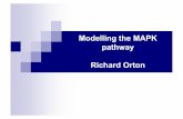 Modelling the MAPK pathway Richard Ortoneaton.math.rpi.edu/CSUMS/Papers/Pathways/mark.pathway.pdf · for modelling biochemical systems! GEPASI integrates the systems of differential