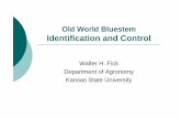 Old World Bluestem Identification and Control - Emporia ID and Control O… · Outline of presentation Native bluestems Old World Bluestems Previous research Ongoing research ...