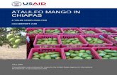 ATAULFO MANGO IN CHIAPAS · countries. Mexico has been one of the main producers and consumers of mango, and a leading exporter worldwide. Within an increasingly commoditized environment,