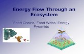 Energy Flow Through an Ecosystem - Plainview · Energy Flow Through an Ecosystem Food Chains, Food Webs, Energy Pyramids ... This energy is available for another consumer. •Is called