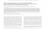 E2F coregulates an essential HSF developmental program ... · management and proteotoxic damage (Labbadia and Mor-imoto 2015a). Acute and chronic exposure of cells to elevated temperature,