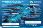 Marine mammals - Department of Conservation · Marine mammals of New Zealand Sharing the coast with marine mammals Take your rubbish home to prevent marine mammals ingesting or becoming