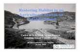 Restoring Habitat in an Agricultural System on Catalina Islandconference.ifas.ufl.edu/ncer2009/PPTPDF_pres/5-Friday/3-Avalon Ro… · About This Presentation • Overview of Catalina