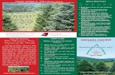 Christmas trees Why a Real Tree? - Indiana County€¦ · How We Became The Christmas Tree Capital of the World Growing Christmas Trees, as a farm crop in Indiana County, started
