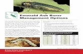 Emerald Ash Borer Management Options · trees planted along streets or in yard settings. Healthy trees have full crowns, elongating branches, and bark held tightly to the trunk/branches.