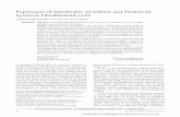 The Journal of Rheumatology Volume 28, no. 4 Expression of ... · (Atlanta Biologicals, Atlanta, GA, USA) supplemented with 2 mM L-glut-amine, penicillin (1000 units/ml), gentamycin