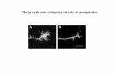 The growth cone collapsing activity of ... - Brandeis Life Sci · 3/24 Presentation (Wang et al., 1998) Neurotrophins lecture QUIZ (differentiation, axon guidance) 3/28 Neurotrophins