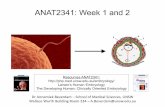 ANAT2341: Week 1 and 2 - Embryology...Week 1-2 Week 3-4 Week 2: Implantation: Uterus Uterine wall consists of: - Endometrium (cycling) - Myometrium (parturition) - Perimetrium(tunica