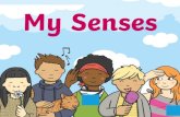 Our Senses There are five main senses that your body uses everyday Our Senses Your body is very clever