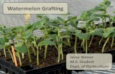 Watermelon Grafting - WSU Extensionextension.wsu.edu/spokane/wp-content/uploads/sites/... · History of Watermelon Grafting thFirst record of cucurbit grafting, 5 century in China