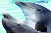 Dolphins - Free Spirit Publishing · Many other dolphins have also swum alongside ships. Dolphins . probably do this to save their energy. A ship makes a wave in the water as it moves.