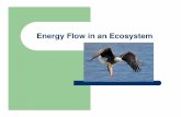 Energy Flow in Ecosystems - Weeblybirdzellbiology.weebly.com/uploads/9/0/7/0/90700465/...Food chain – shows one path of the flow of energy in an ecosystem Order of the food chain: