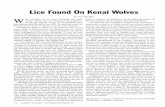 Lice found on Kenai wolves - adfg.alaska.gov€¦ · Lice Found On Kenai Wolves . by Ted Spraker . W . hen biologists on the Kenai Peninsula talk about "lousy" wolves, they aren't