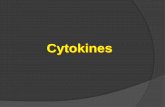 Cytokines - new.imunologie.upol.cz · Regulatory role of chemokin-like molecules • DARC (Duffy antigen receptor for chemokines), D6, CCXCKR, CCRL2, CXCR7 • are not GPCR, do not