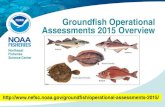 Groundfish Operational Assessments 2015 Overview · Rules of Engagement for Operational Assessments • Update model runs and BRP estimates with limited changes to model configuration
