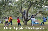 OurAppleOrchards - Brighton Permaculture Trust · for Brighton Permaculture Trust and Action in rural Sussex. ... different from all the rest. Duck’s Bill Hawkridge Alfriston In
