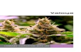 CANNABIS CULTIVATION WITH LED€¦ · CANNABIS CULTIVATION WITH LED SOLUTION GUIDE. Spectrum for consistent yields & high cannabinoid expressions 1 Durable luminaires, resistant to