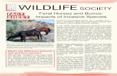 Feral Horses and Burros: Impacts of Invasive Specieswildlife.org/wp-content/uploads/2016/05/FS_FeralHorsesandBurros_F… · burro population and protect the range. 2 . The total costs