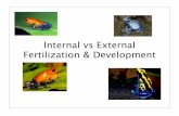 Internal vs External Fertilization & Developmentleannortiz.weebly.com/.../2/7/...development.ppt-7.pdfInternal vs. External Development.ppt-7 Author: Leann Ortiz Created Date: 4/19/2012
