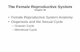 The Female Reproductive Systemweb.gccaz.edu/~phipd16661/Chap28_Female_Repro.pdf•Female Reproductive System Anatomy •Oogenesis and the Sexual Cycle –Ovarian Cycle –Menstrual
