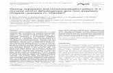 Cloning, expression and immunolocalization pattern of a ...pozo/FaCAD (Blanco... · DOI: 10.1093/jxb/erf029 Cloning, expression and immunolocalization pattern of a cinnamyl alcohol