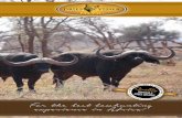 For the best bowhunting experience in Africa! · Dries Visser Safaris was established in 1990, after Dries Visser Sr had successfully developed one of the best bowhunting areas in