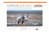 ISSUE 24 | AUTUMN 2018 / WINTER 2019 SAIGA NEWS€¦ · Renat Yeskazyuly. A new approach to the conservation of the Ustyurt saiga population. B. Chimeddorj et al. Trends in saiga