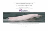 Final Report cover - Agriculture, Fisheries and ... · HONG KONG WATERS (2015-16) FINAL REPORT (1 April 2015 to 31 March 2016) Submitted by Samuel K.Y. Hung, Ph.D. Hong Kong Cetacean