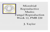 Microbial Reproductive Modes Fungal Reproduction Week 12, …nature.berkeley.edu/brunslab/pmb220/lectures/lecture12.pdf · 2006-11-17 · Modes Fungal Reproduction Week 12, PMB 220