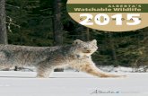 ALBERTA’S Watchable Wildlife 2015 · NEW YEAR’S DAY Watch for bald eagles wherever open water allows ducks to overwinter. Many small wild creatures such as voles, deer mice and