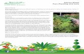 Fern planting and care advice sheet print · About Ferns Many people think that ferns are difficult to grow, or that they can only be grown in damp and shady places. Neither of these