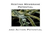 Resting Membrane Potential - WordPress.com€¦ · Resting Membrane Potential and Action Potential At rest, neuron is said to be polarized. Net loss of positive charge from inside